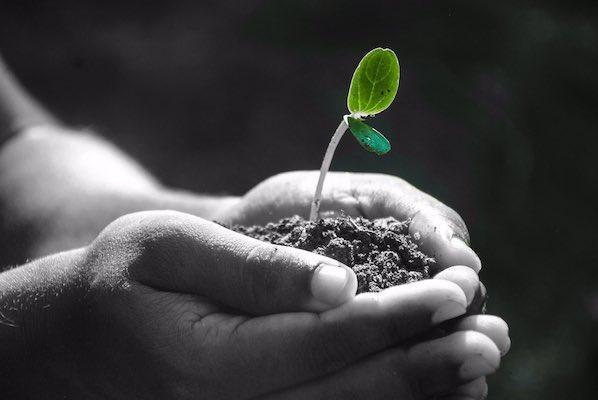 Green sapling in hand